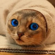 LynXsh
